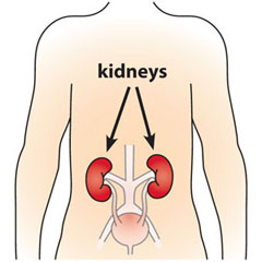 Protecting Your Child From Kidney Disease